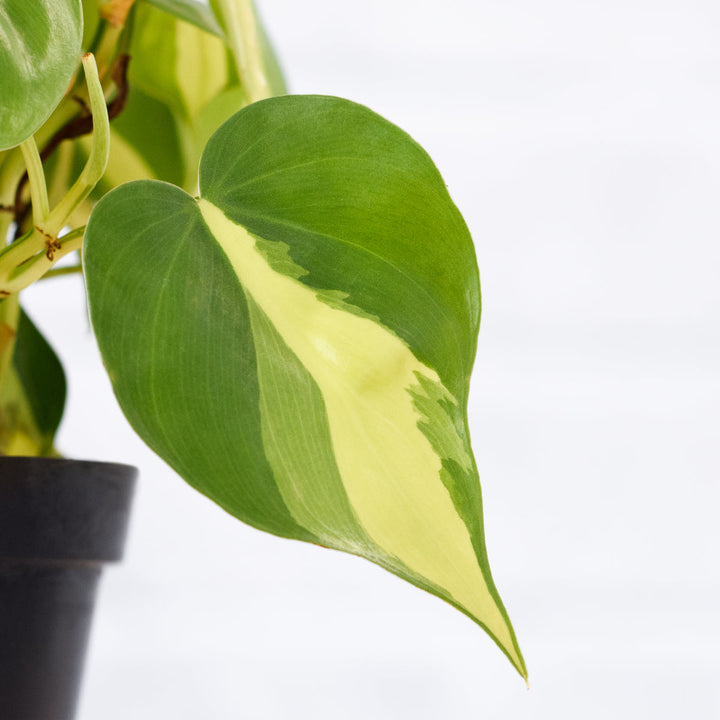 Philodendron Brasil - Mosspole - Shop Online!