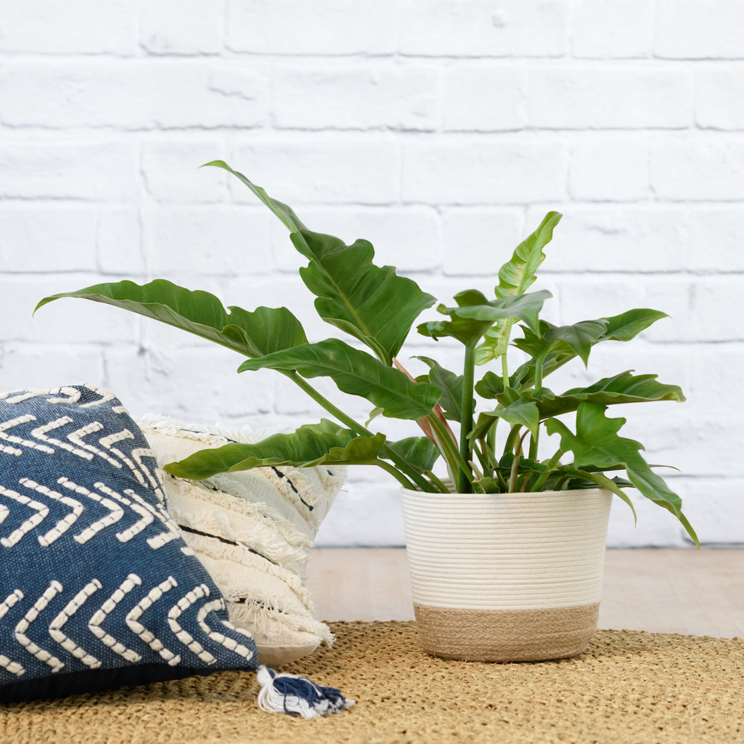 Philodendron - Narrow - Shop Online!