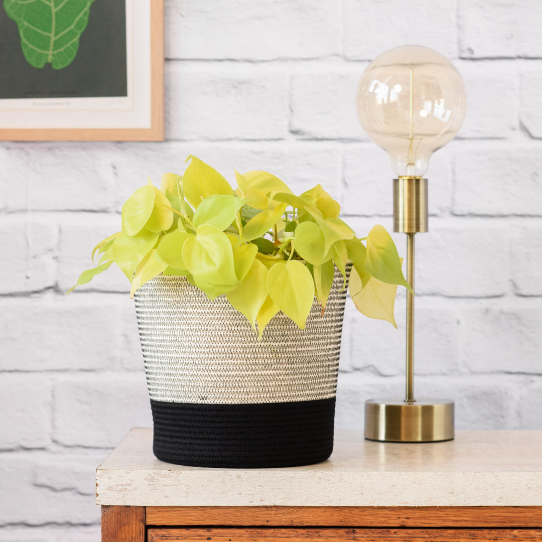 Philodendron Neon - LARGE - Shop Online!