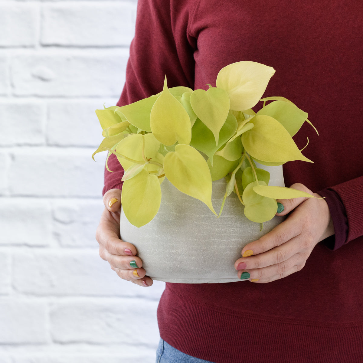 【ほぼ新品】HEPASKIN FLUOIRA Philodendron Neon | Indoor Plant