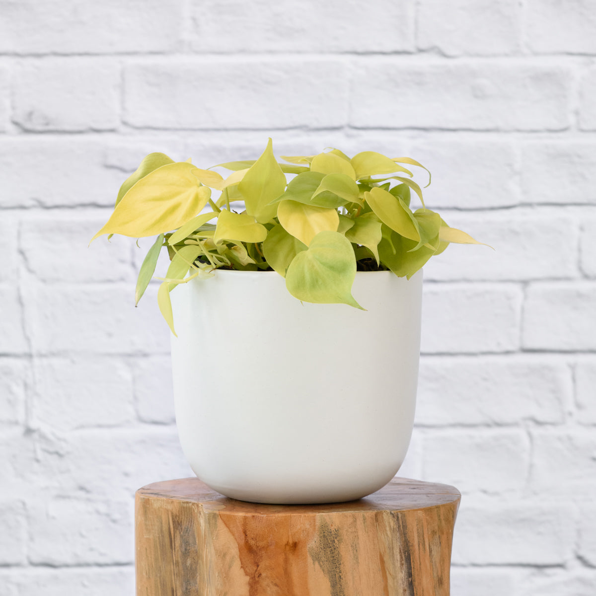 Philodendron Neon | Indoor Plant