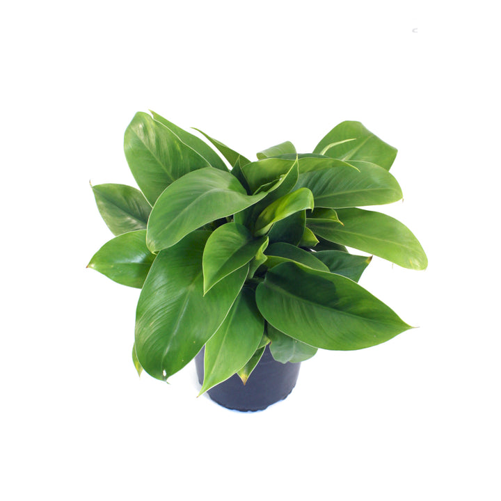 Philodendron - Imperial Green - Shop Online!