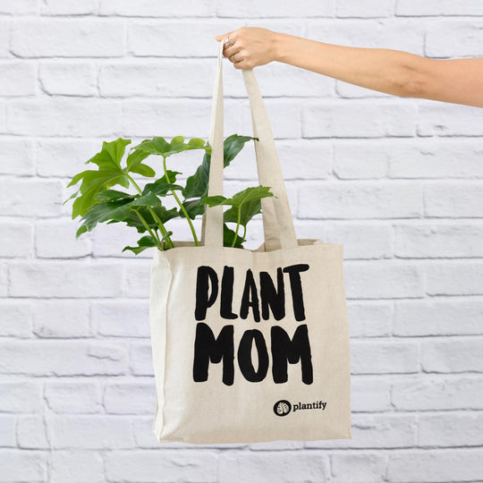 Indoor Plants - Easy Care, Low Light and Hanging options! – Plantify ...