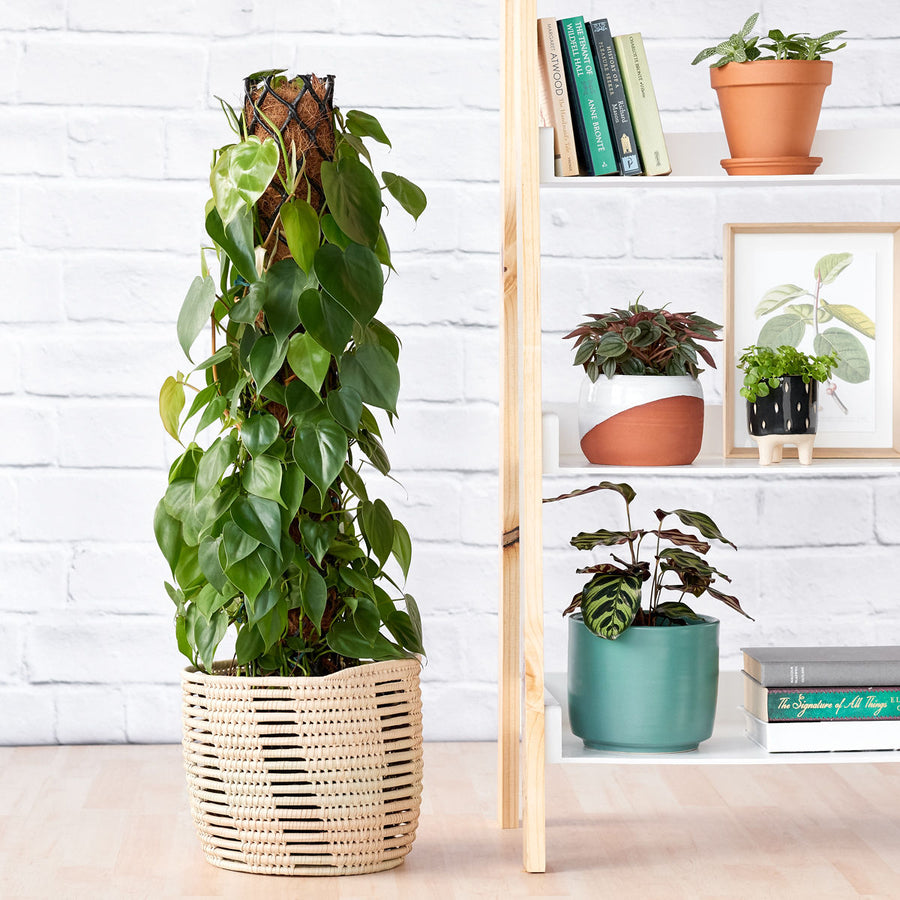 Indoor Plants - Easy Care, Low Light and Hanging options! – Plantify ...