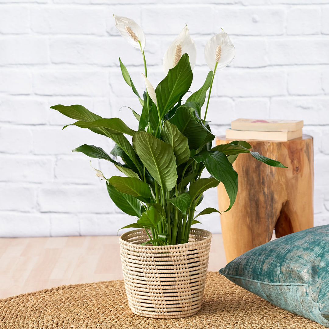 chopin peace lily Peace Lily - Chopin
