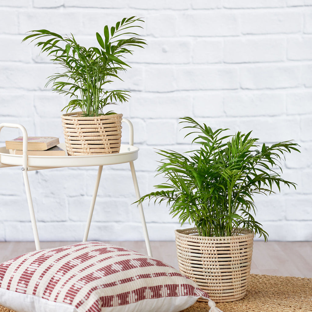 love palm indoor plant Love Palm