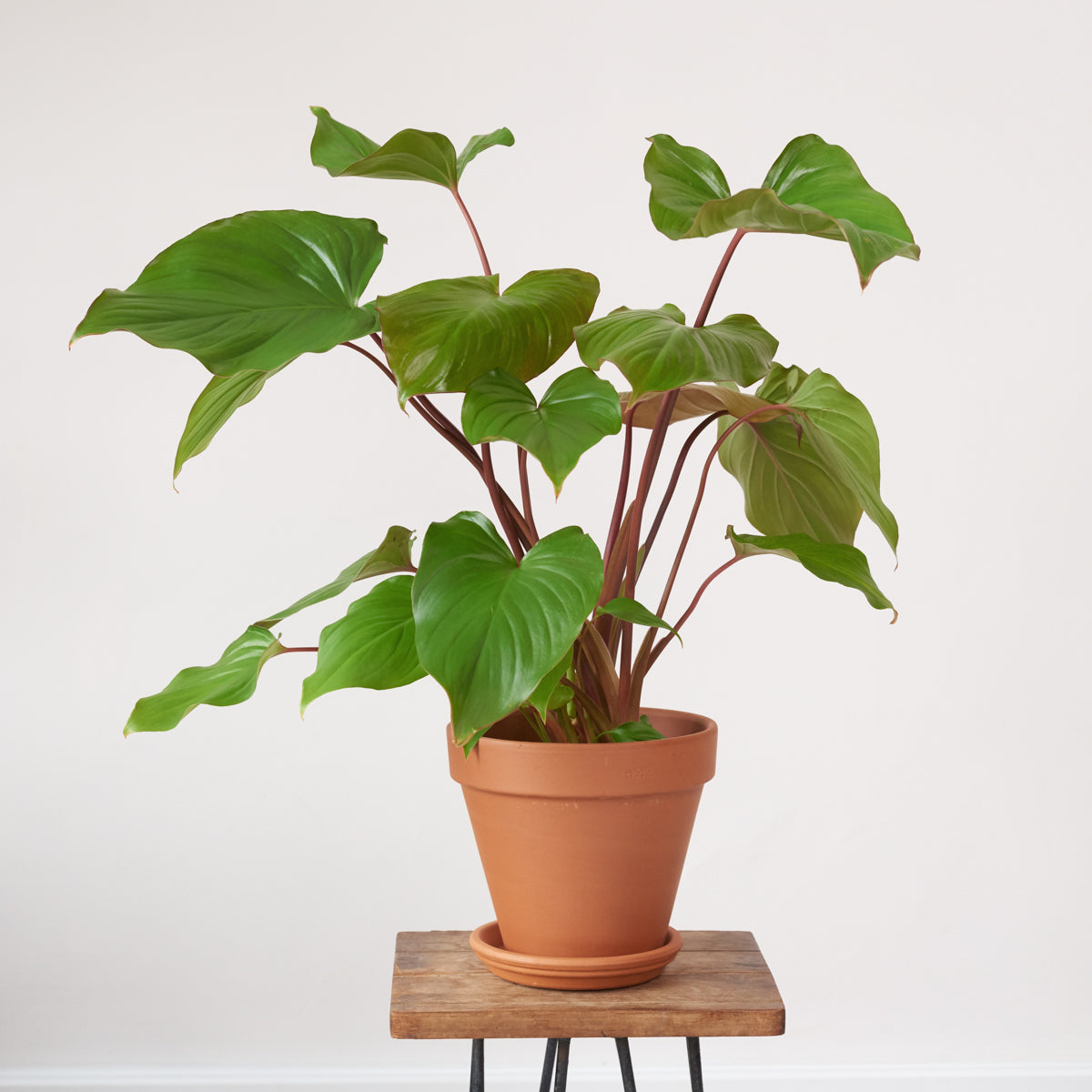 Homalomena Maggy | Indoor Plant – Plantify - Urban Nursery