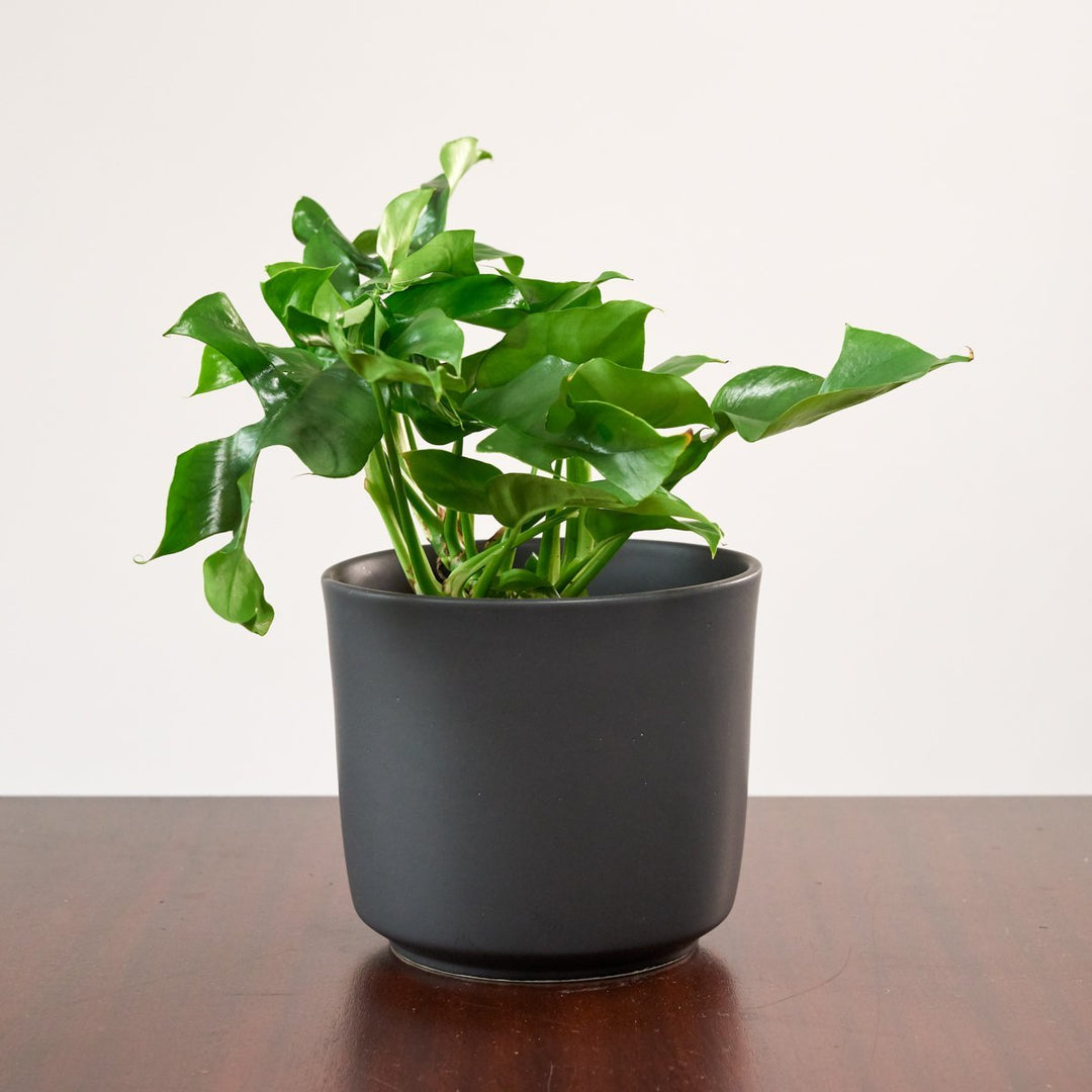 Mini Monstera - Bushy - Shop Online!