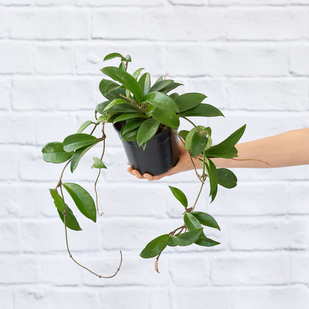 hanging wax plant Hoya Carnosa