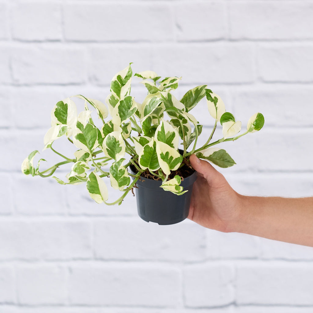 pothos n'joy care tips Pothos - N'Joy
