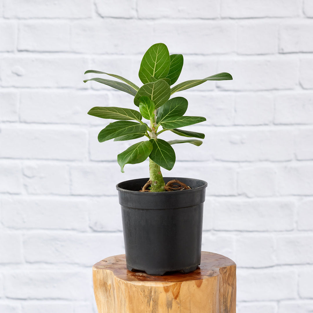 Ficus Audrey - Shop Online!