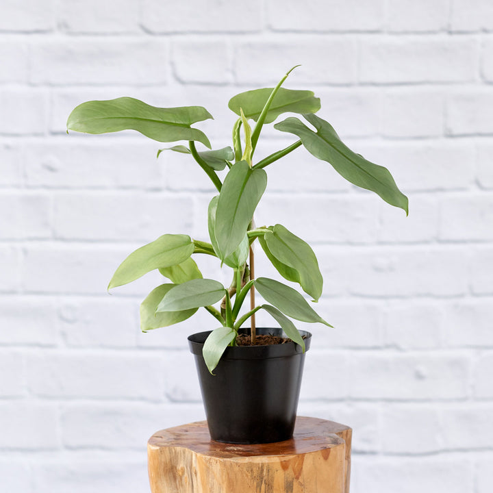 Philodendron - Silver Sword - Shop Online!