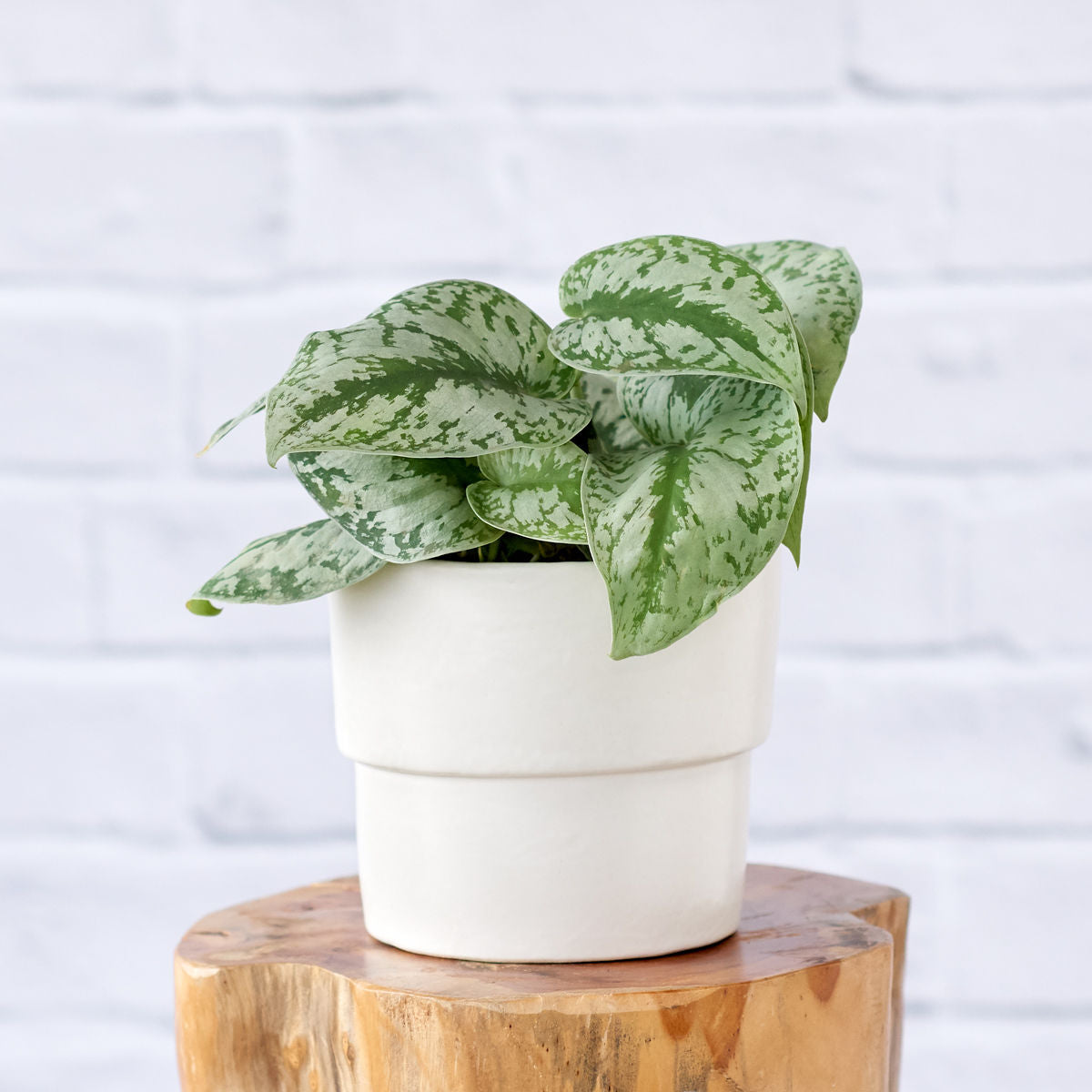 Pothos - Silver Splash | Indoor Plant
