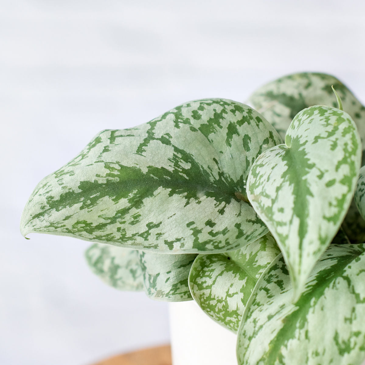 Pothos - Silver Splash | Indoor Plant
