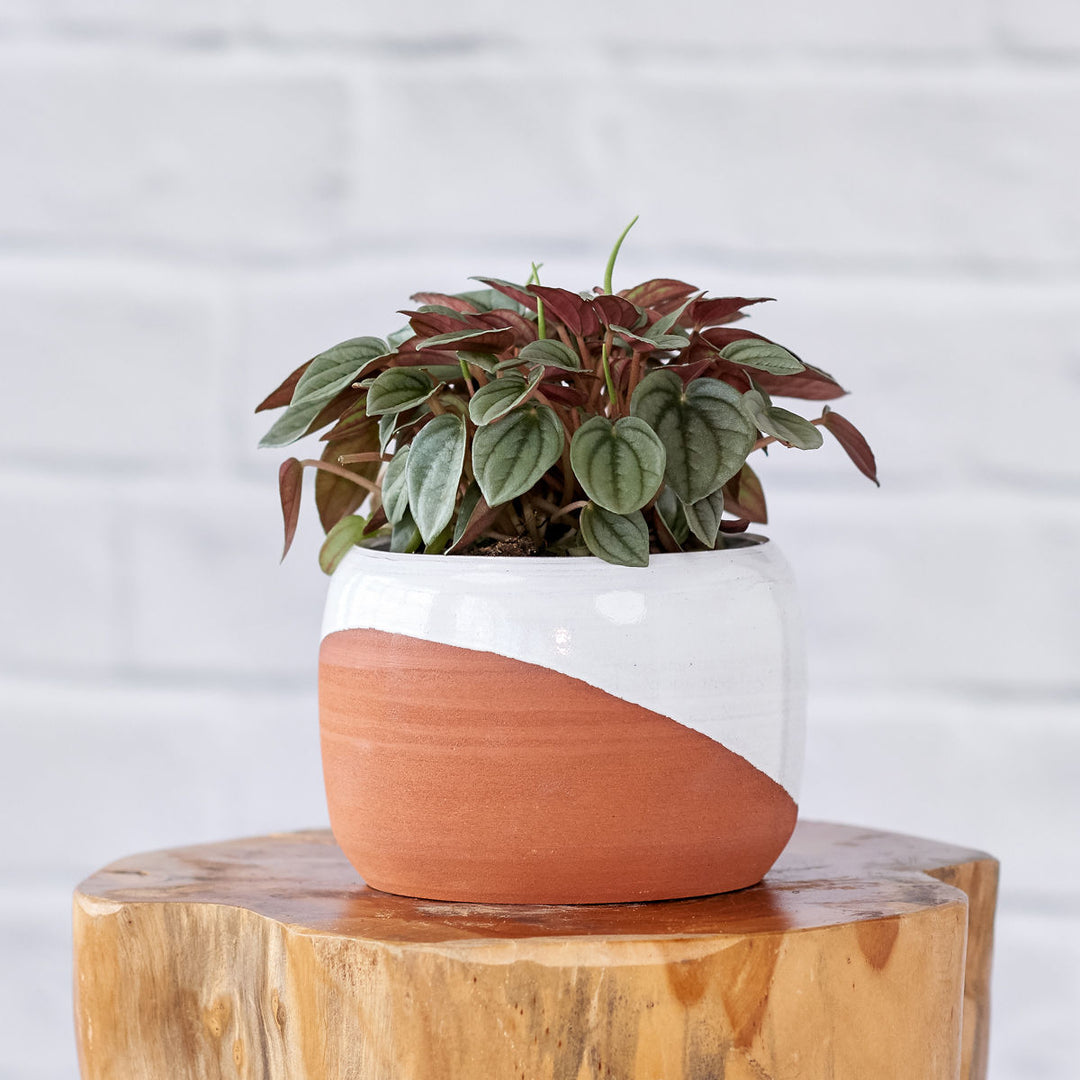 Peperomia Napoli Nights - Shop Online!