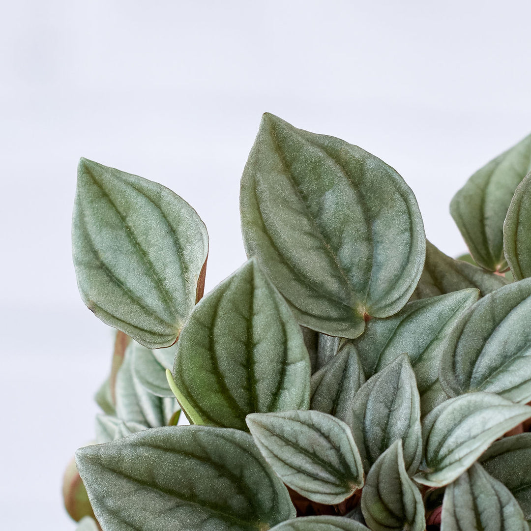 Peperomia Napoli Nights - Shop Online!