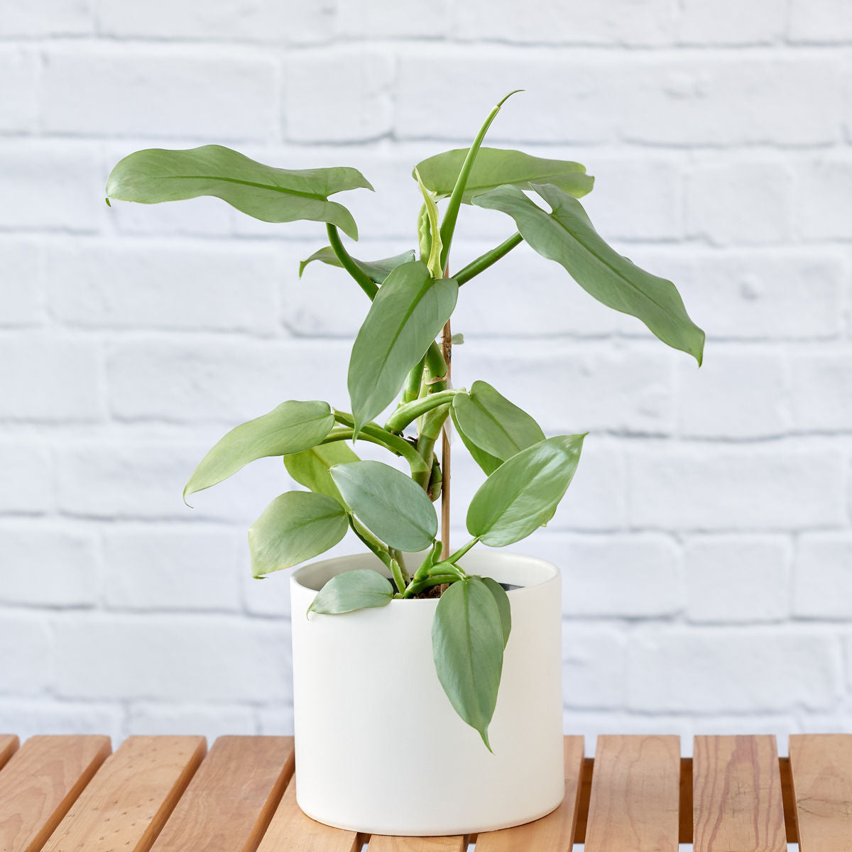 Philodendron - Silver Sword | Indoor Plant