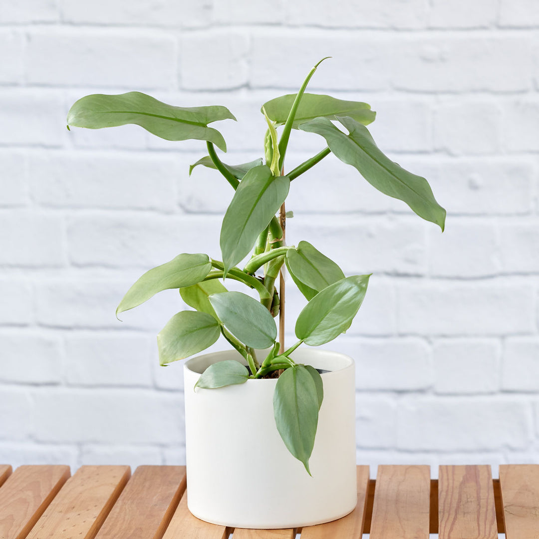 Philodendron - Silver Sword - Shop Online!