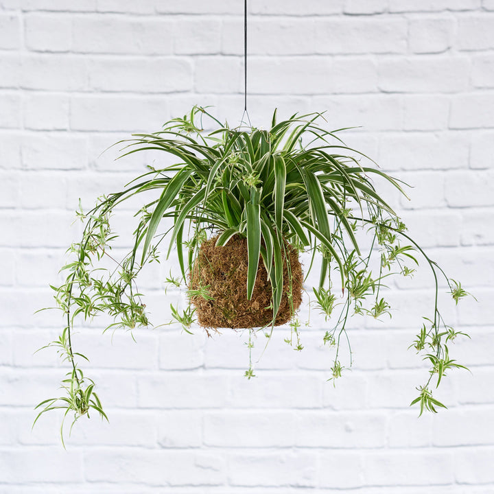 Spider Plant Mossball (smaller plant) - Shop Online!