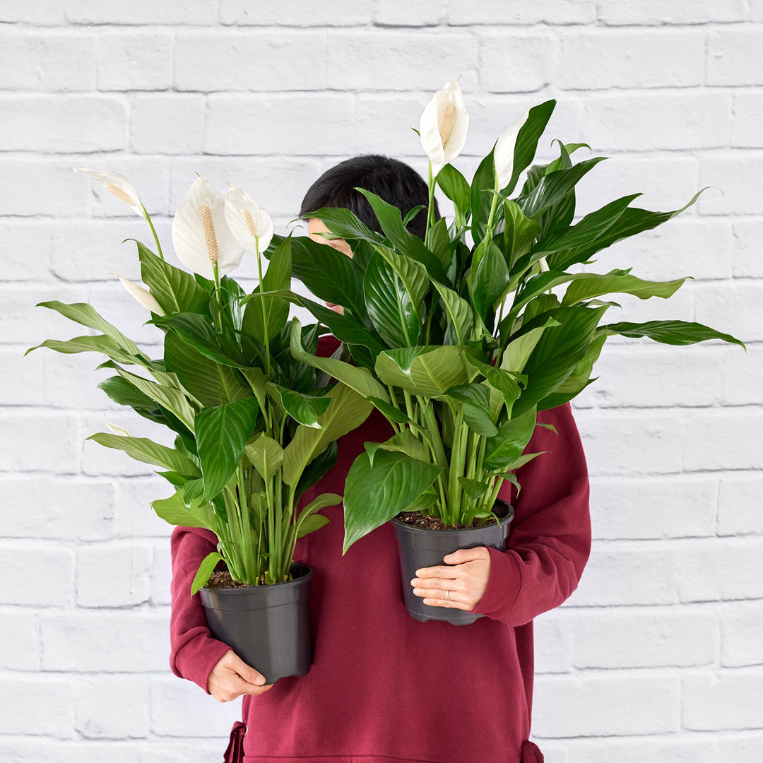chopin peace lily Peace Lily - Chopin