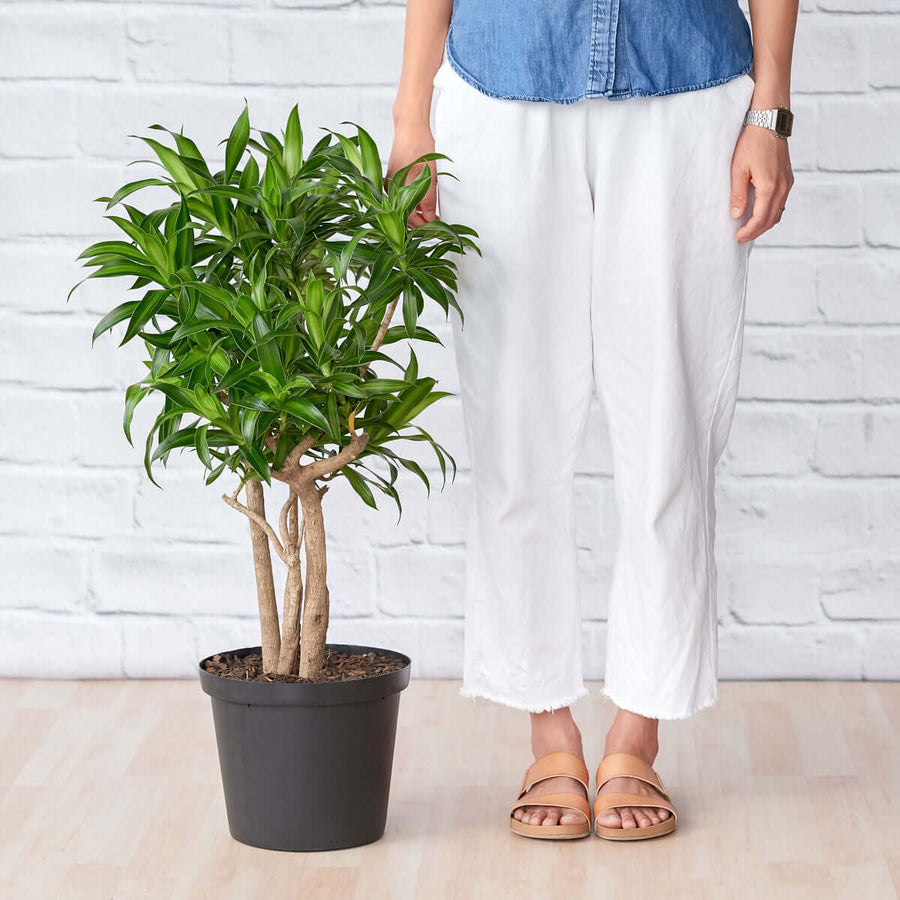 Plantify | Best Plant Nursery & Indoor Plant Shop Cape Town