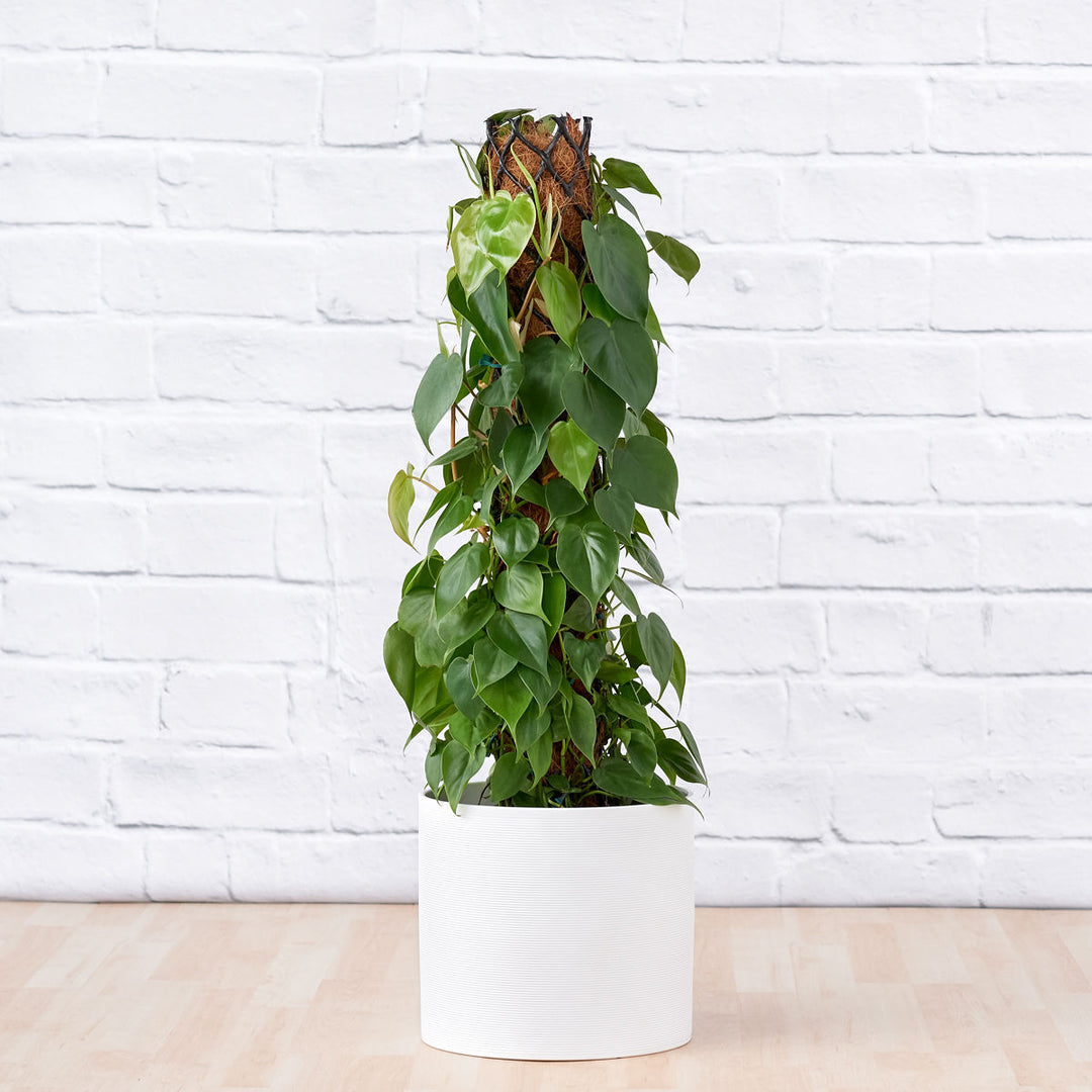 Heart Leaf Philodendron - Moss Pole - Shop Online!