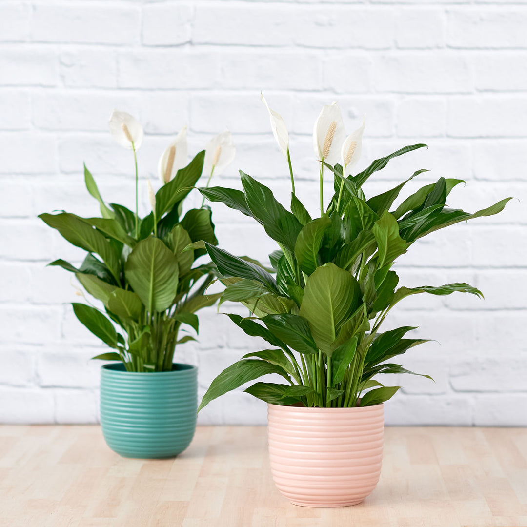 chopin peace lily Peace Lily - Chopin