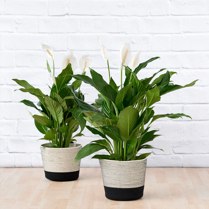 Peace Lily - Chopin - Shop Online!