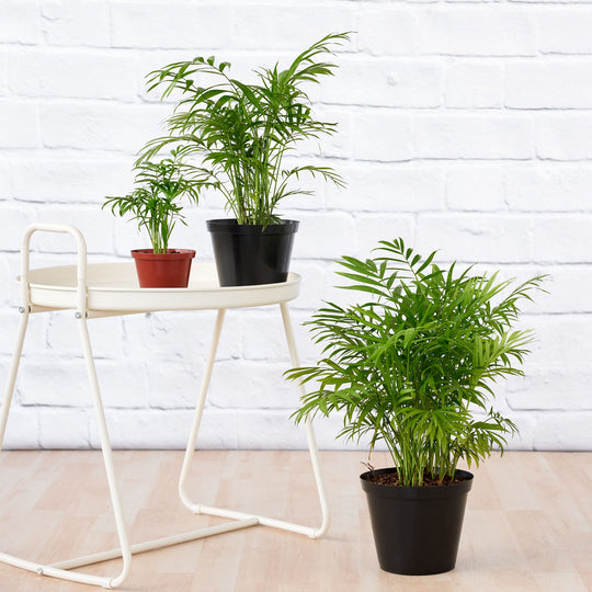 Buy Indoor Plants Online South Africa | Plantify
