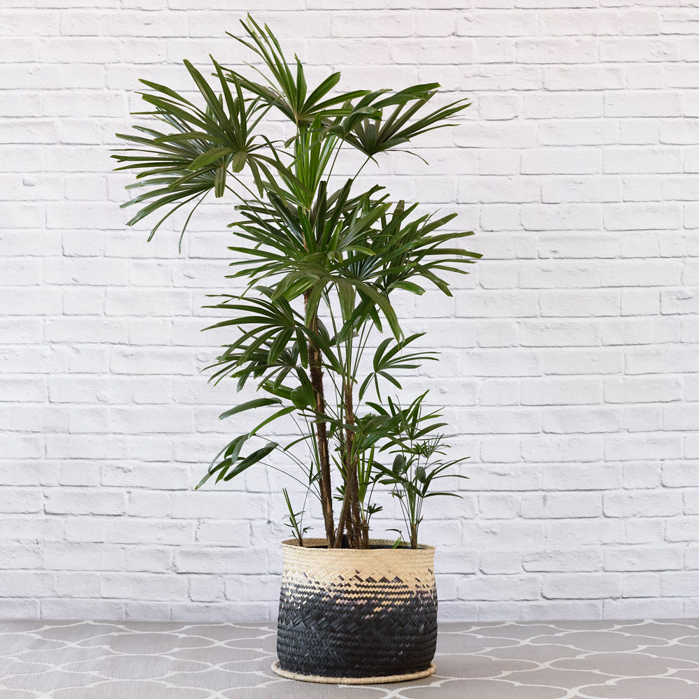 broadleaf lady palm plant Broadleaf Lady Palm - Extra Large