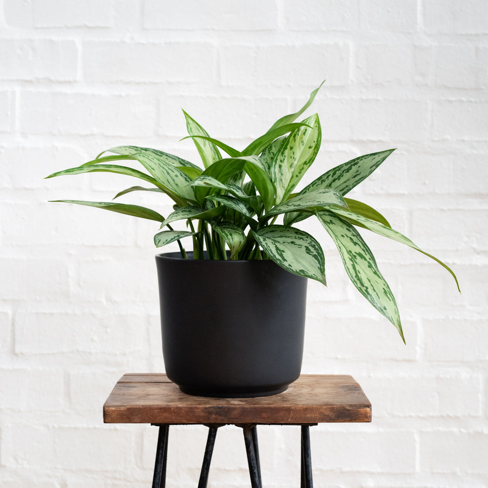 Chinese Evergreen - Silver Queen - Shop Online!