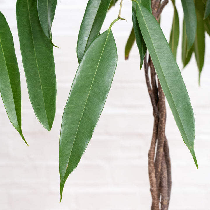 Ficus Longifolia - Shop Online!