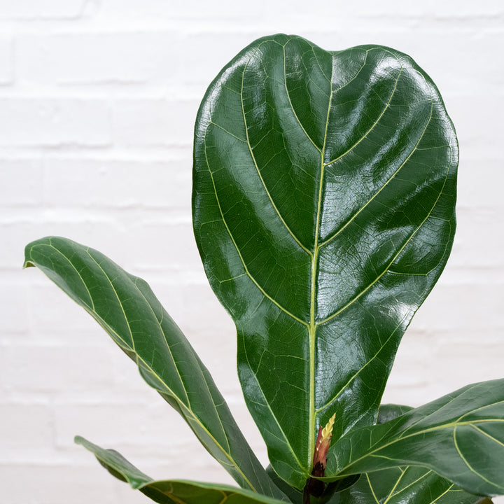 Fiddle Leaf Fig - Shop Online!