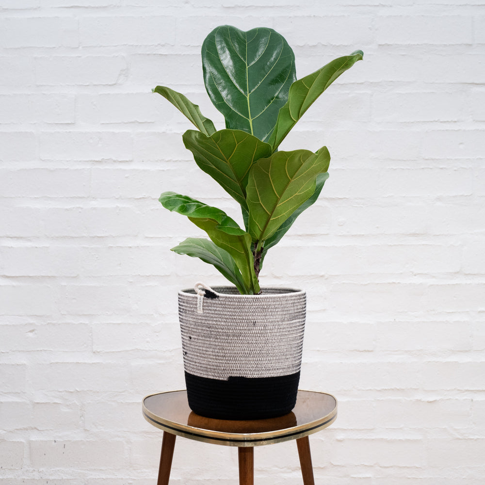 Fiddle Leaf Fig - Medium - Shop Online!