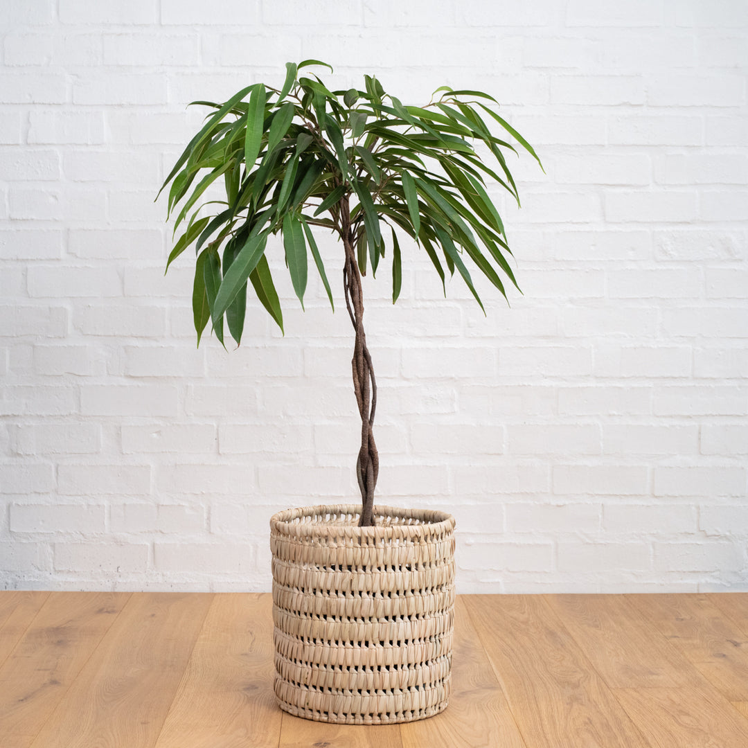 Ficus Longifolia - Shop Online!
