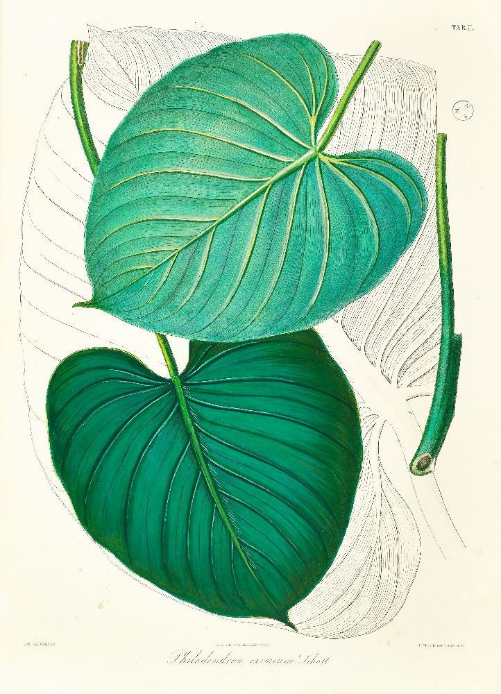 Framed Print - Philodendron Eximium Leaf - Shop Online!