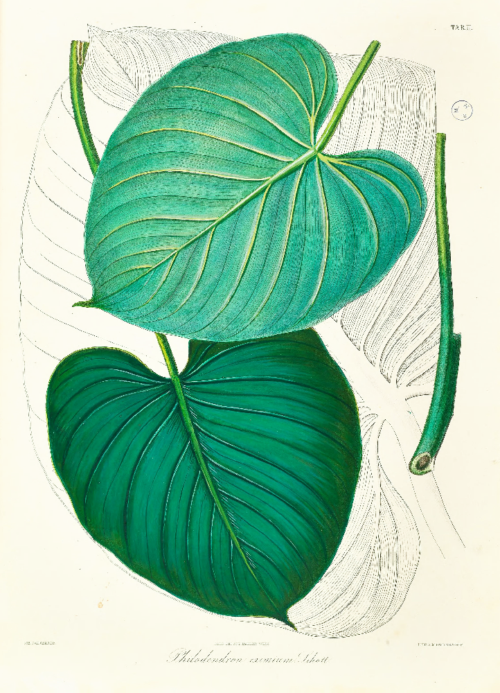 eximium philodendron Framed Print - Philodendron Eximium Leaf - A5