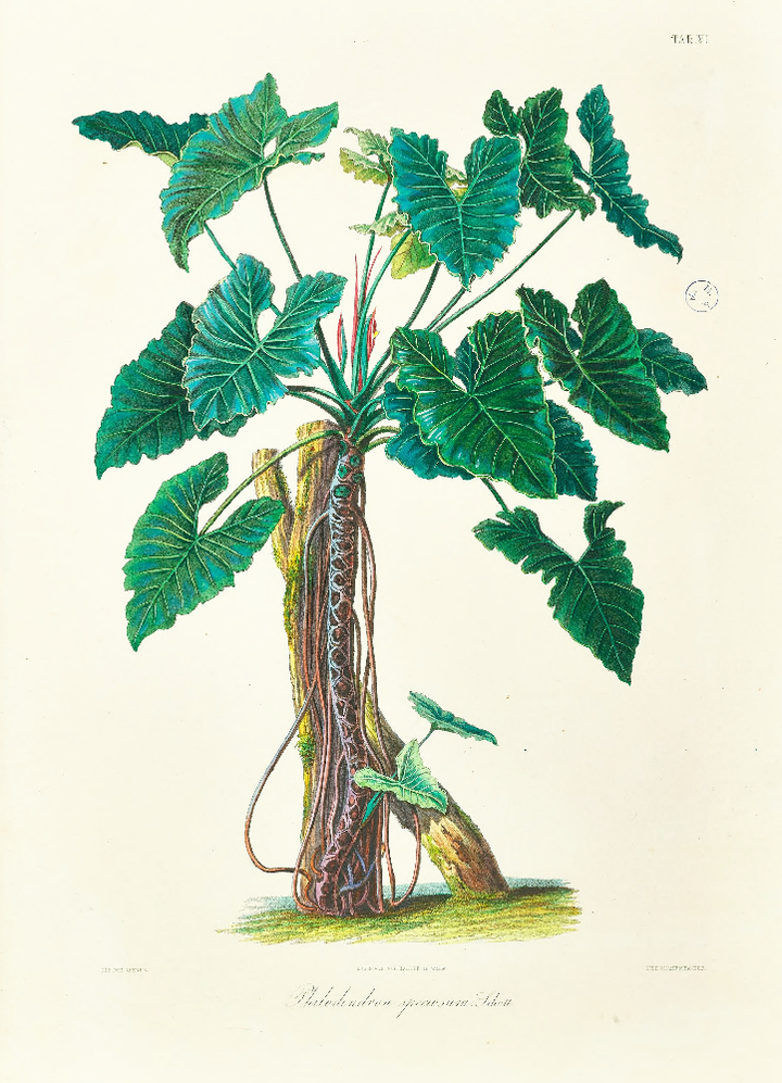 Framed Print - Philodendron Specimen Plant - Shop Online!
