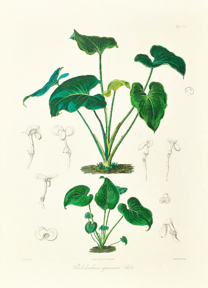 philodendron botanical illustration Framed Print - Philodendron Juvenile Plant - A5