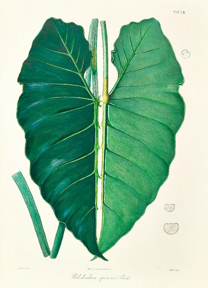 Framed Print - Philodendron Leaf - Shop Online!