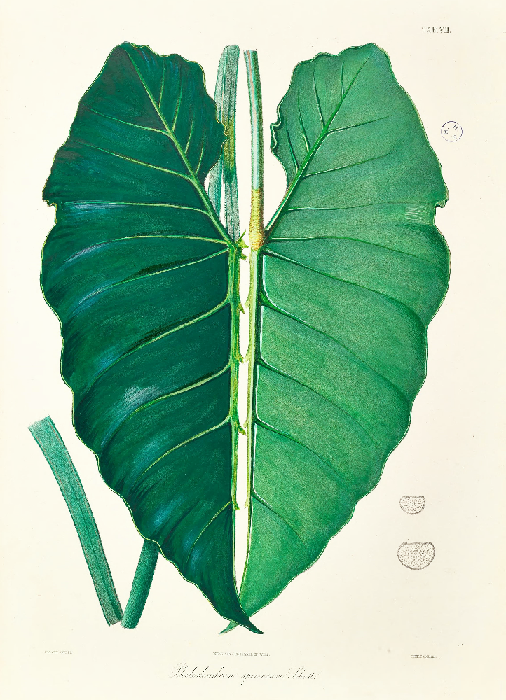 philodendron leaf print Framed Print - Philodendron Leaf - A5