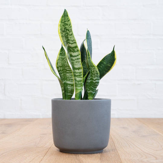 Mother In Law's Tongue - the Air-Purifying Houseplant! – Plantify ...