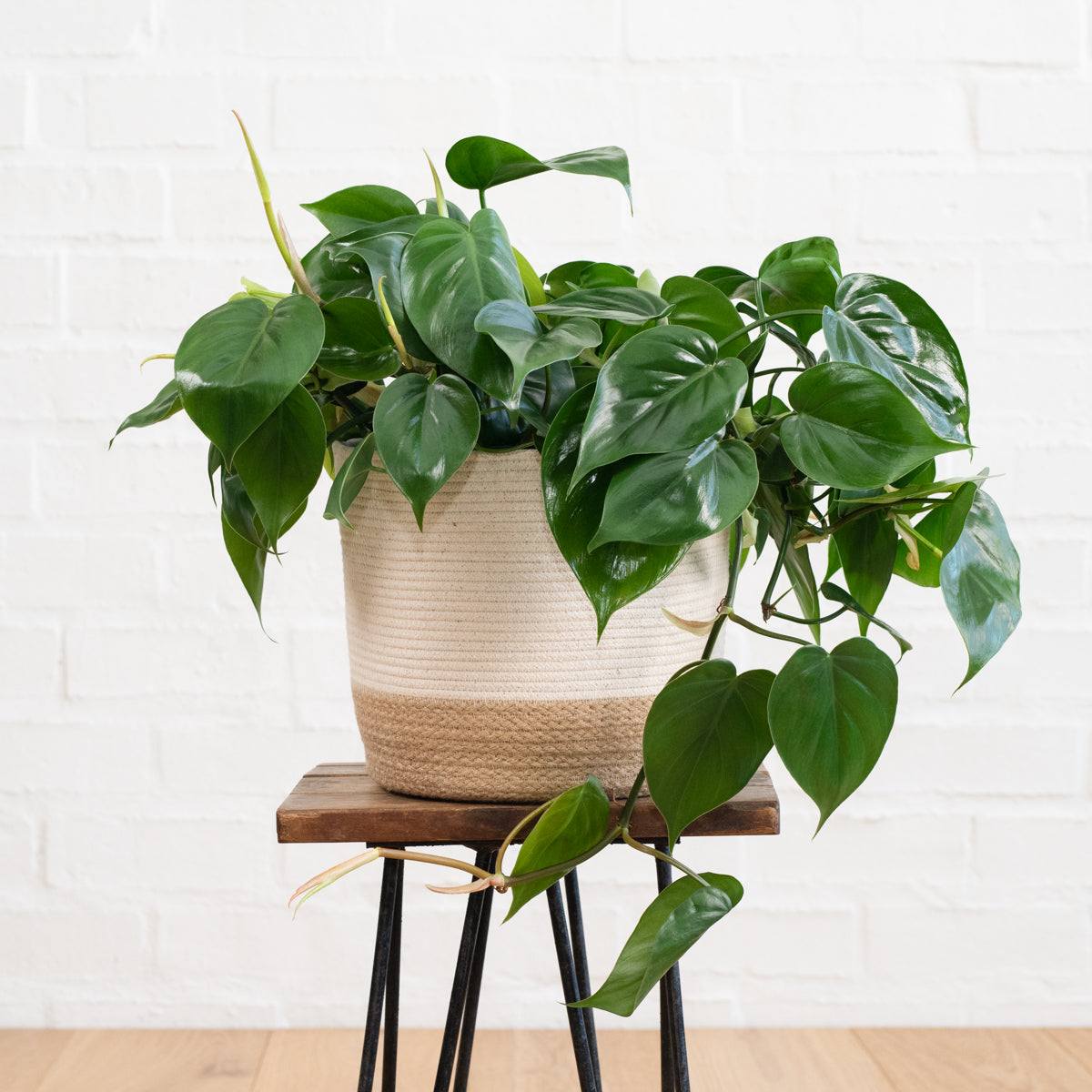 hanging heartleaf philodendron Heart Leaf Philodendron - Hanging Basket