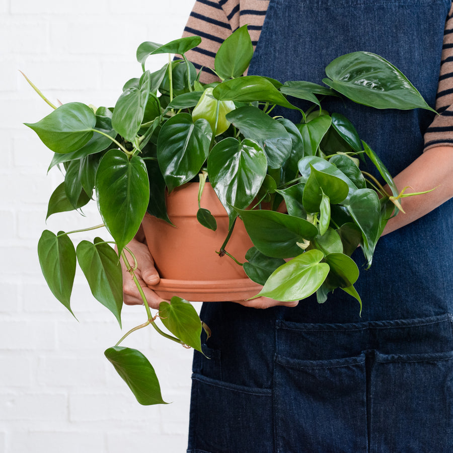 PLANTIFY - Indoor Plants, Pots and Gifts delivered Nationwide