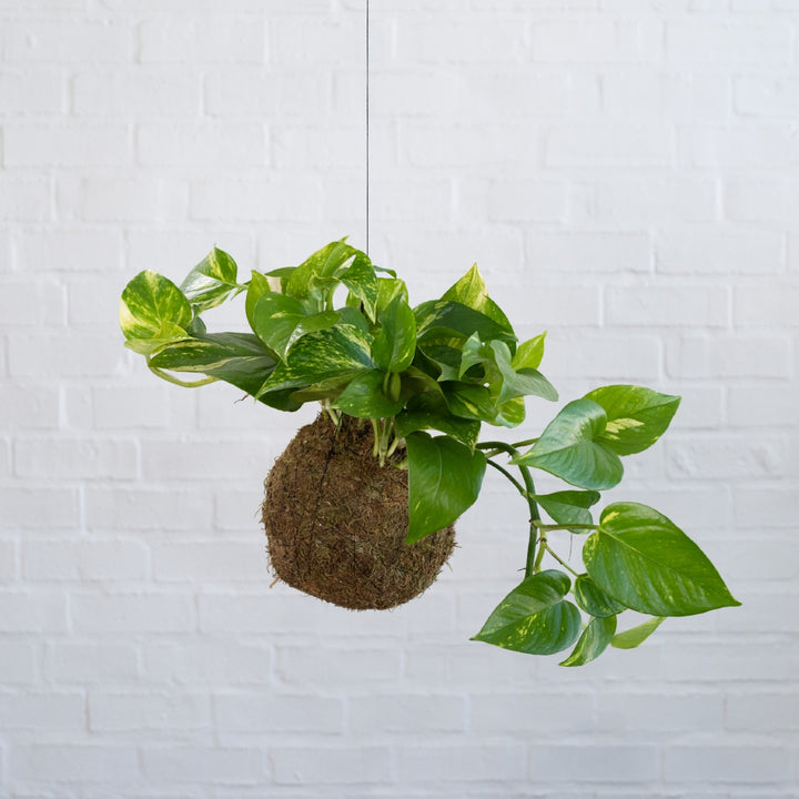 Golden Pothos Mossball - Shop Online!