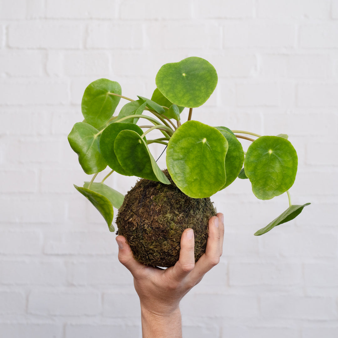 Chinese Money Plant Mossball - Shop Online!
