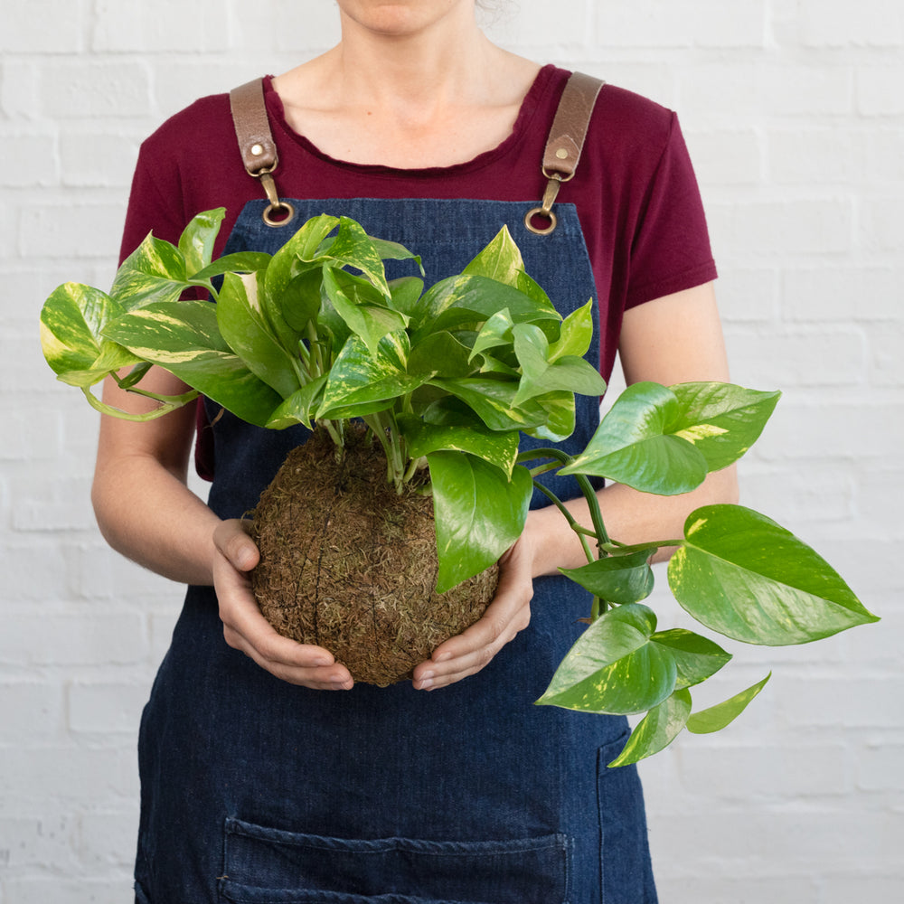Golden Pothos Mossball - Shop Online!