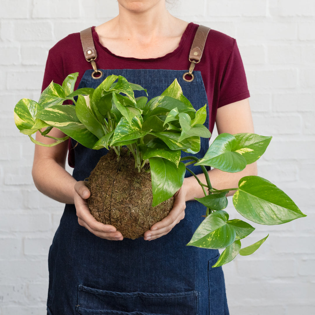 Golden Pothos Mossball - Shop Online!