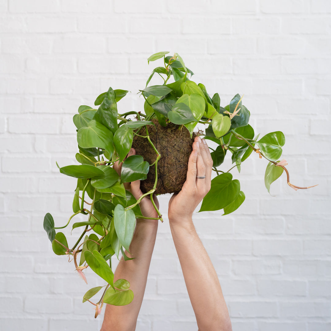 Heart Leaf Philodendron Mossball - Shop Online!