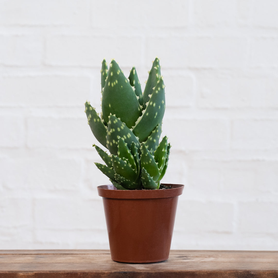 Jewelled Aloe - Shop Online!